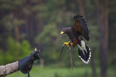 An image of a falconry display