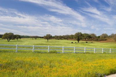 ranch in texas