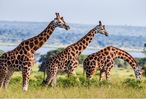 giraffes by river