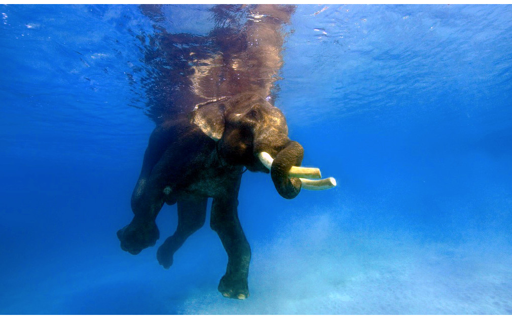 Dive the Andaman Islands Original Diving