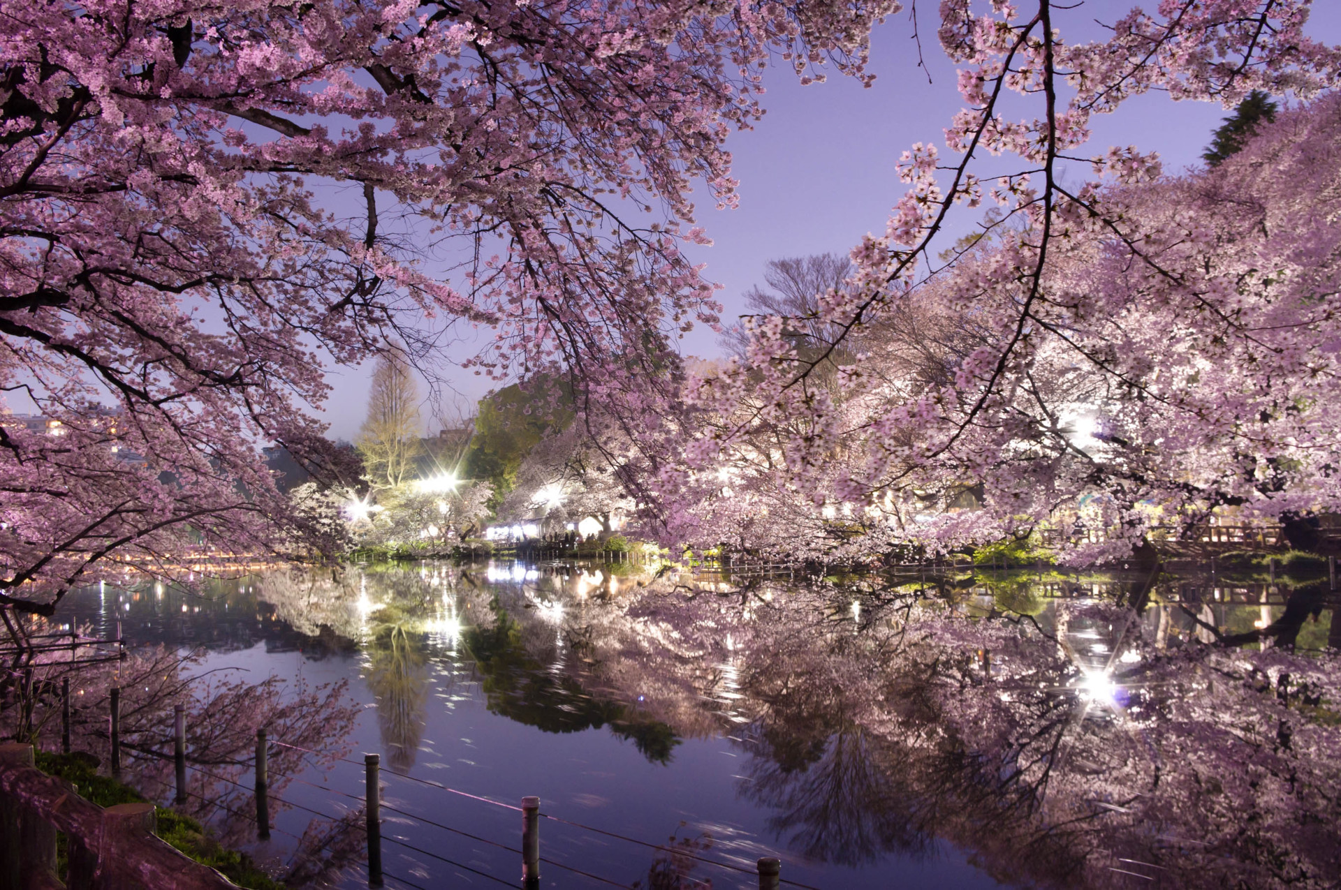 The Japanese Cherry Blossom Season Original Travel
