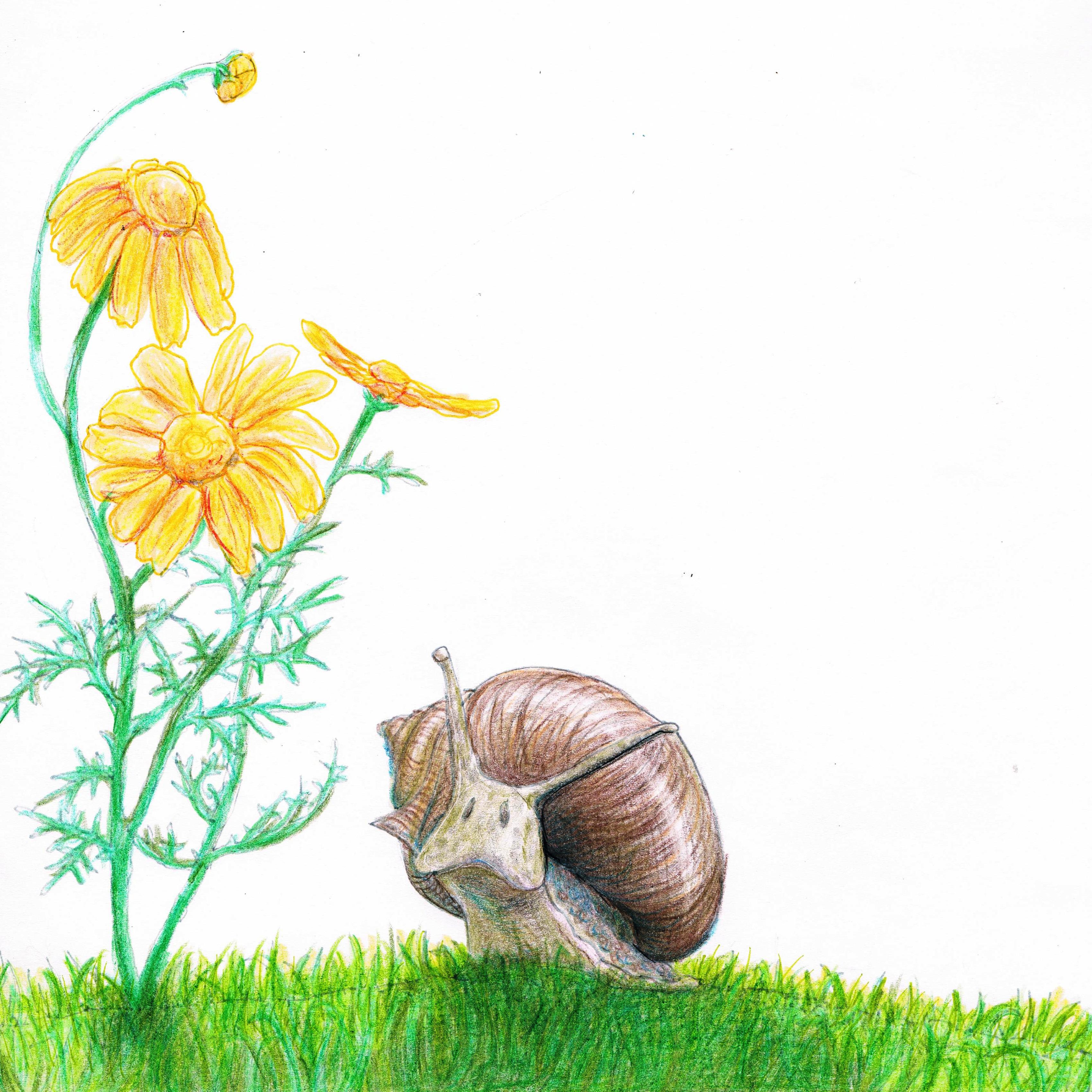 The Early Bird – Illustrated by: Yael Radushkevitz by Mel Rosenberg - 诪诇 专讜讝谞讘专讙 - Illustrated by Yael Radushkevitz - Ourboox.com