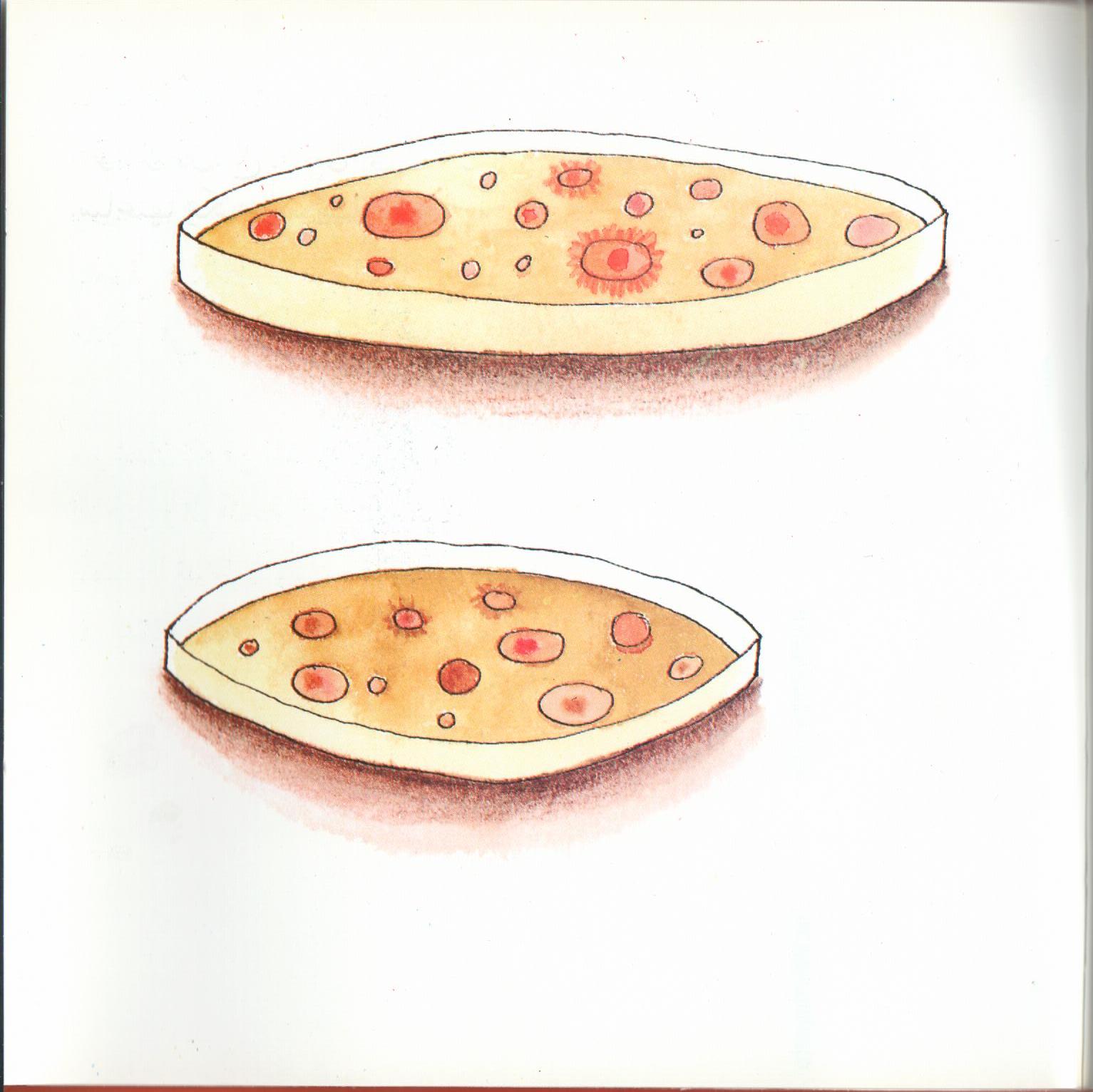Bacteria Galore by Sunday at Four (Arabic version) – illustrations Tali Niv-Dolinsky – كتاب عن البكتيريا للأطفال by Mel Rosenberg - מל רוזנברג - Illustrated by Tali Niv-Dolinsky - Ourboox.com