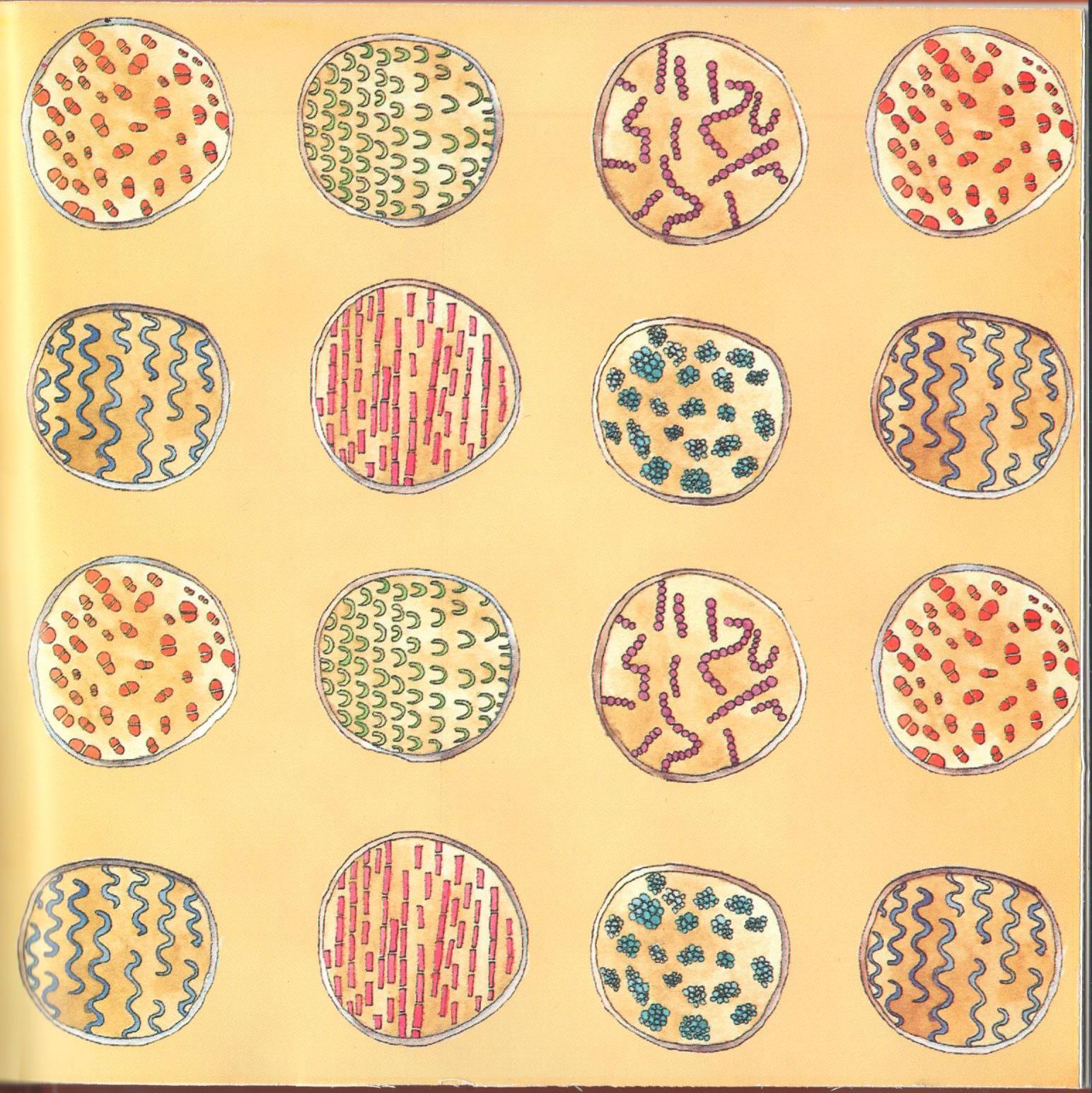 Bacteria Galore by Sunday at Four (Arabic version) – illustrations Tali Niv-Dolinsky – كتاب عن البكتيريا للأطفال by Mel Rosenberg - מל רוזנברג - Illustrated by Tali Niv-Dolinsky - Ourboox.com