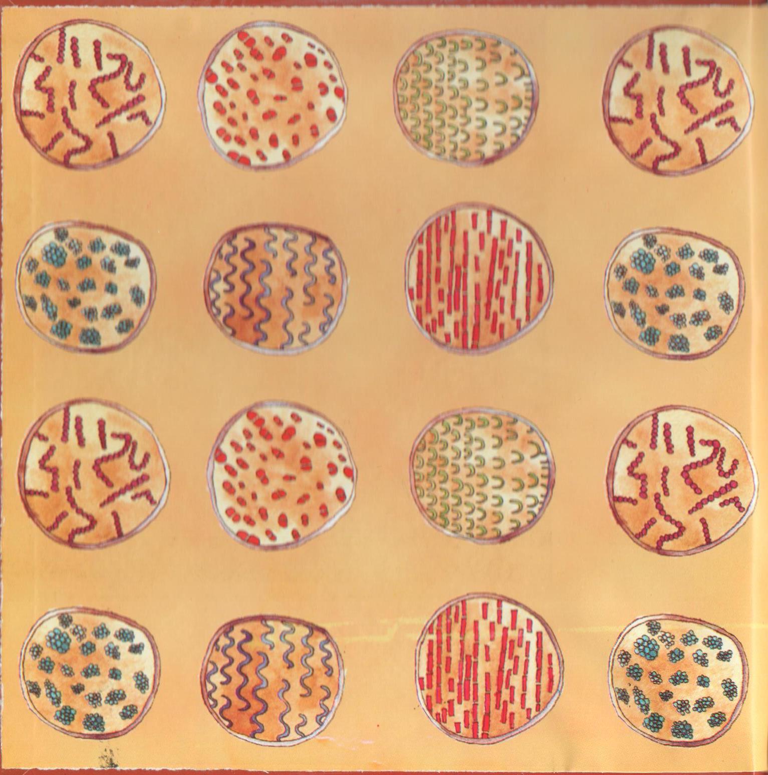 Bacteria Galore by Sunday at Four (Arabic version) – illustrations Tali Niv-Dolinsky – كتاب عن البكتيريا للأطفال by Mel Rosenberg - מל רוזנברג - Illustrated by Tali Niv-Dolinsky - Ourboox.com