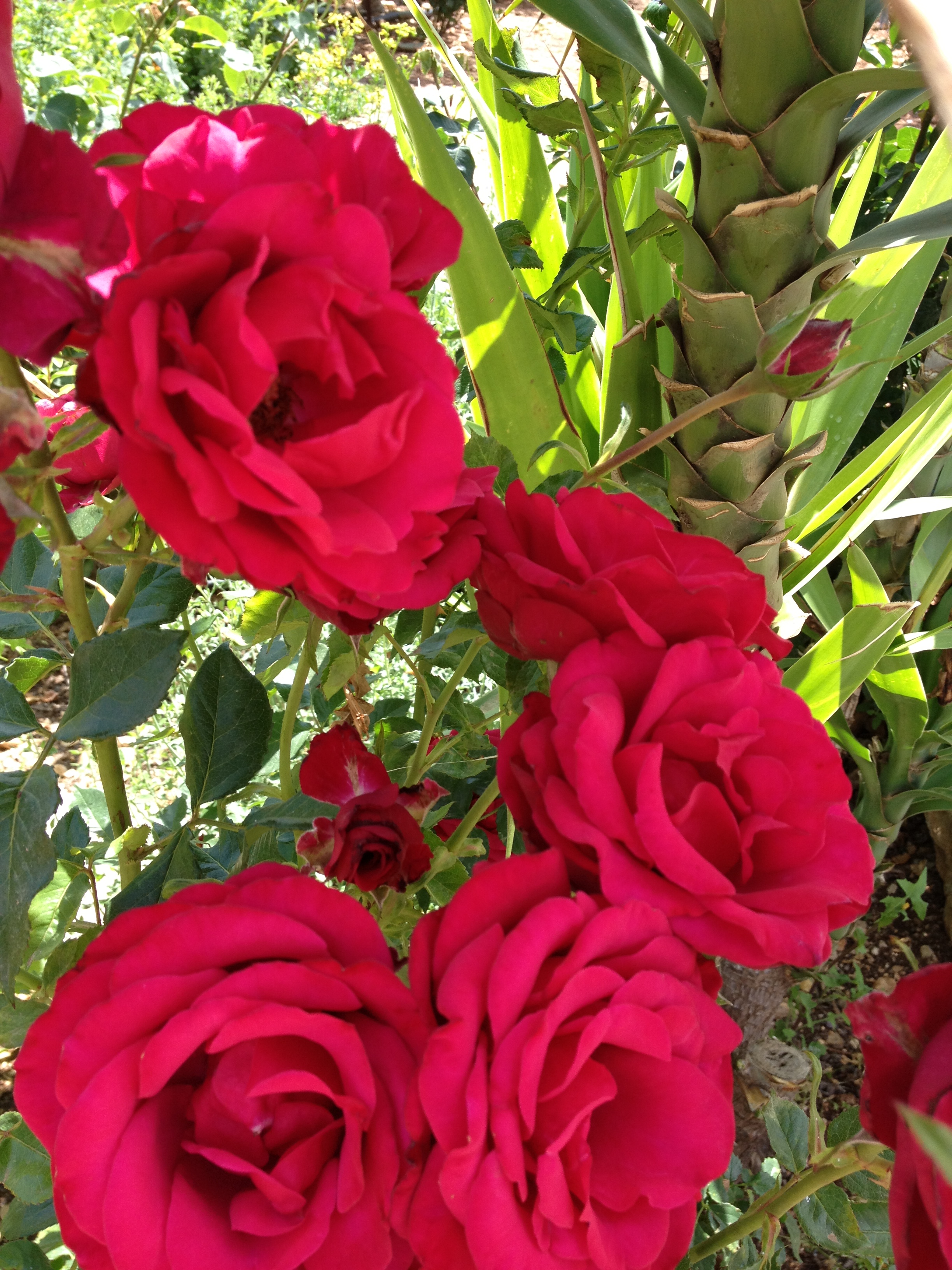 לקטוף דובדבנים ולרקוד by Shuli Sapir-Nevo Photo and Motto - Ourboox.com
