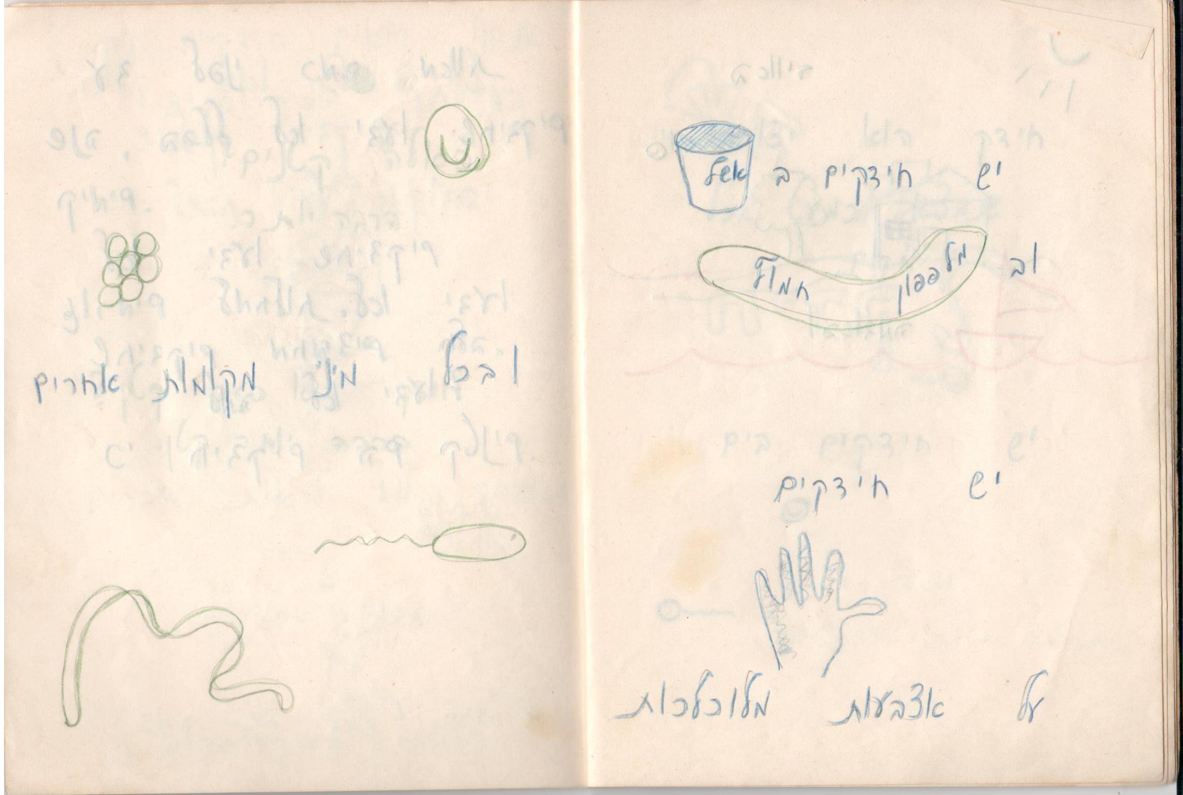 יש חיידקים באשל ובמלפפון חמוץ. המחברת המקורית משנת 1975