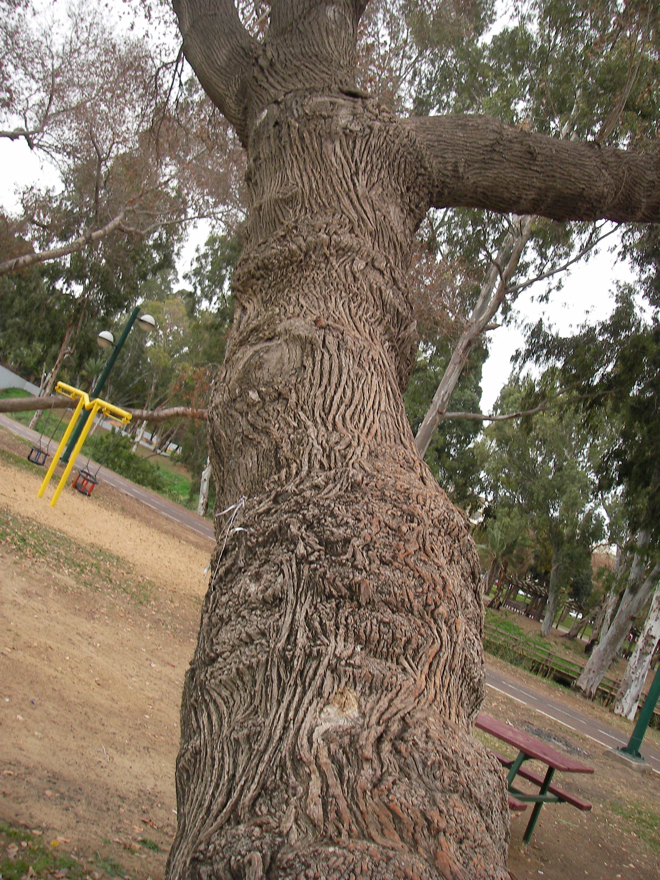 הֶמְיַת הַקֶּשֶׁב. by judy.shiran - Illustrated by Irit Sela - Ourboox.com