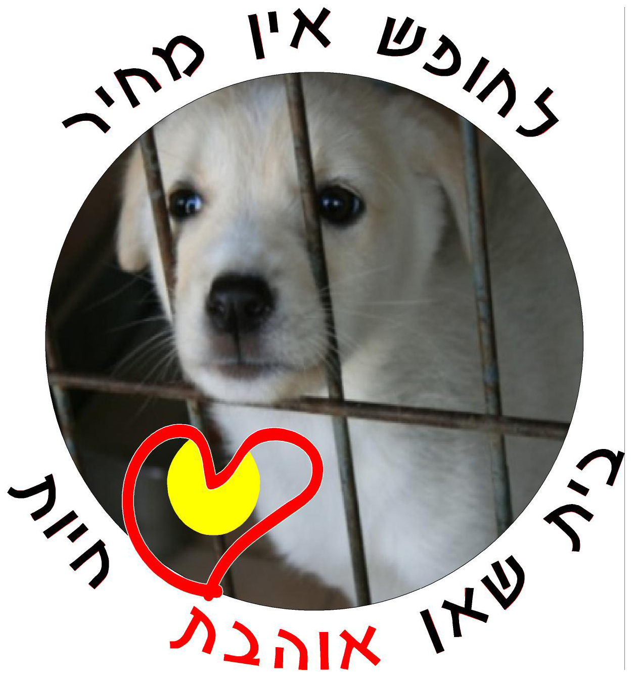 בית שאן אוהבת חיות by shlomit david - Illustrated by בית שאן אוהבת חיות - Ourboox.com