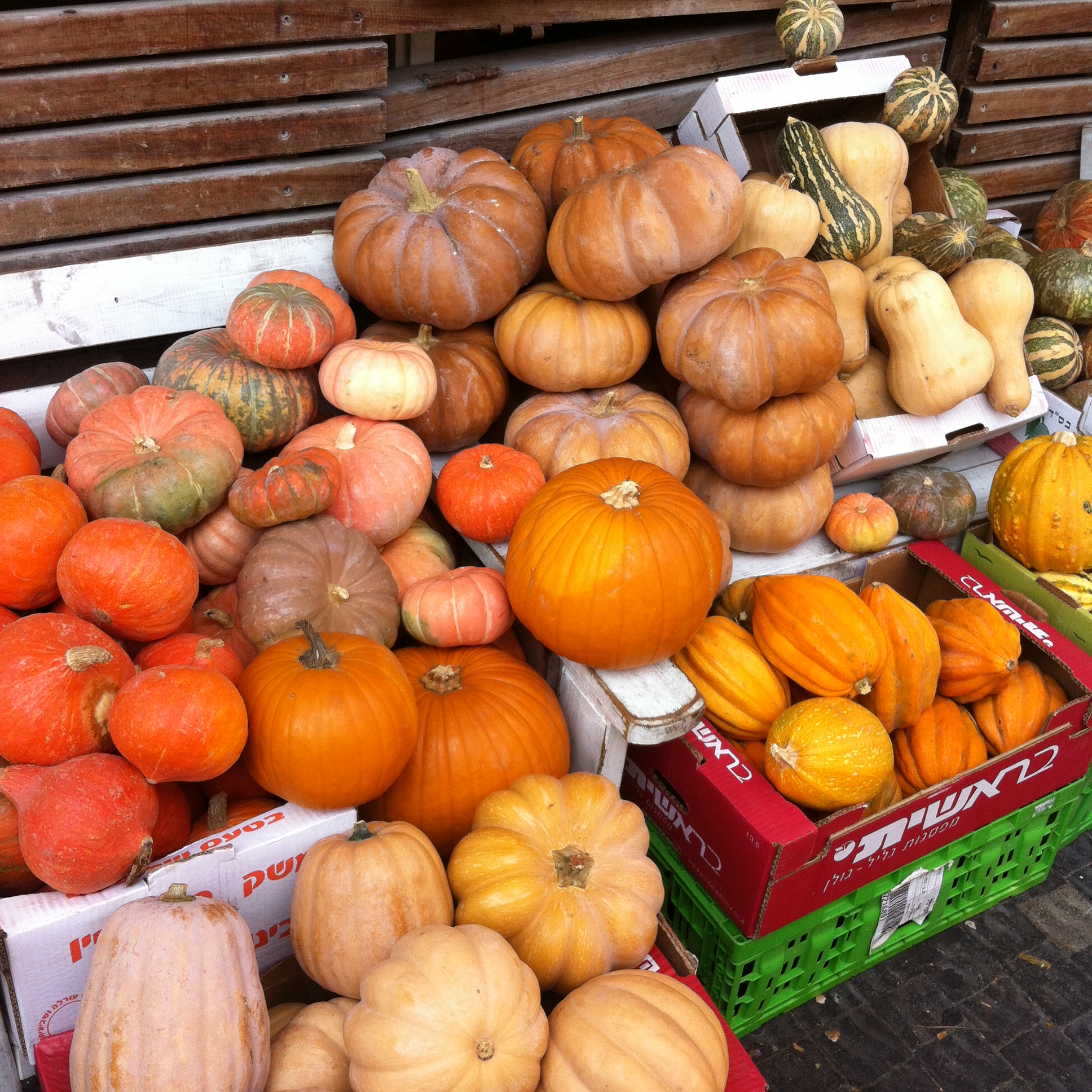 Pumpkins from Talia