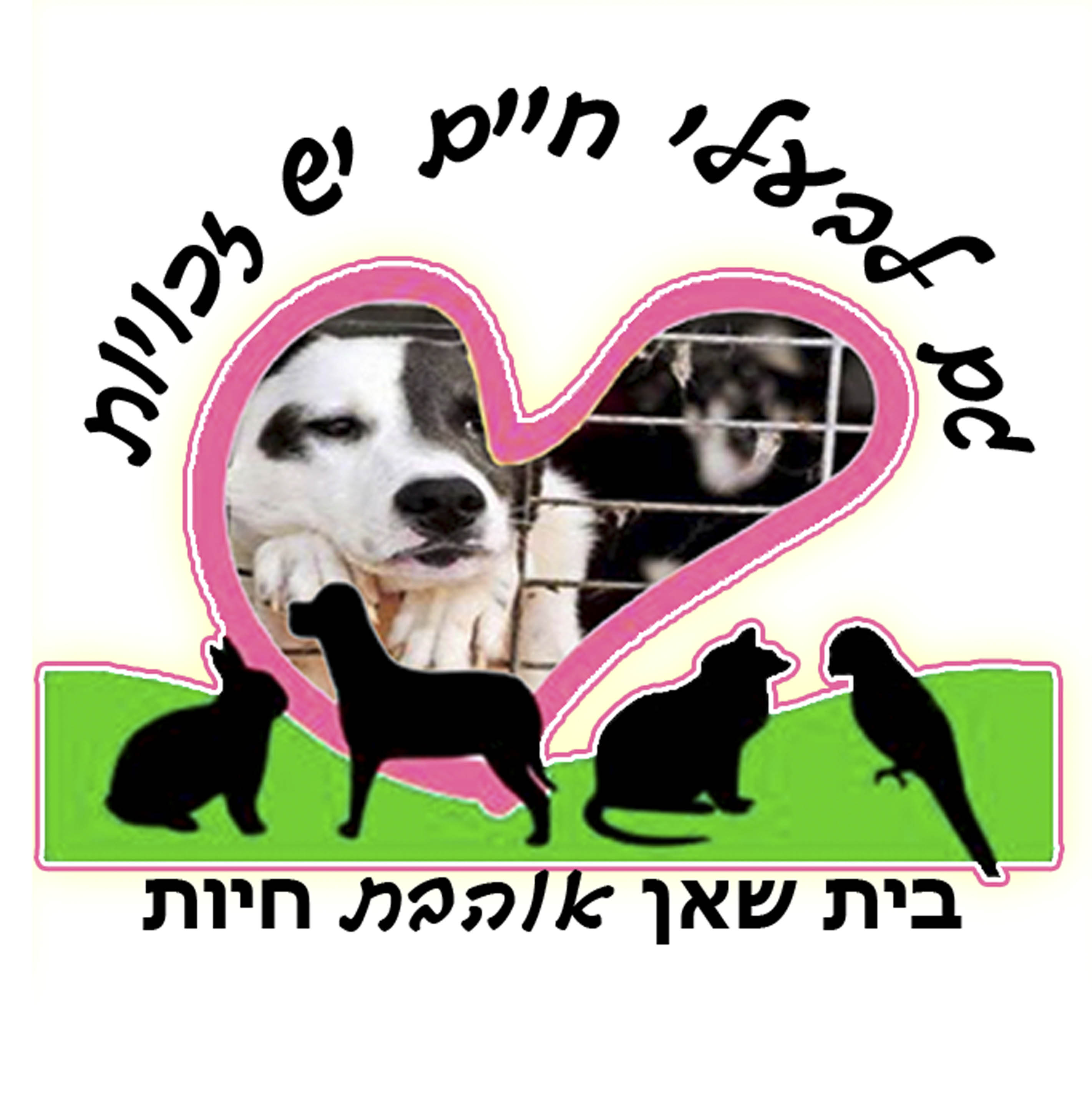בית שאן אוהבת חיות by shlomit david - Illustrated by בית שאן אוהבת חיות - Ourboox.com