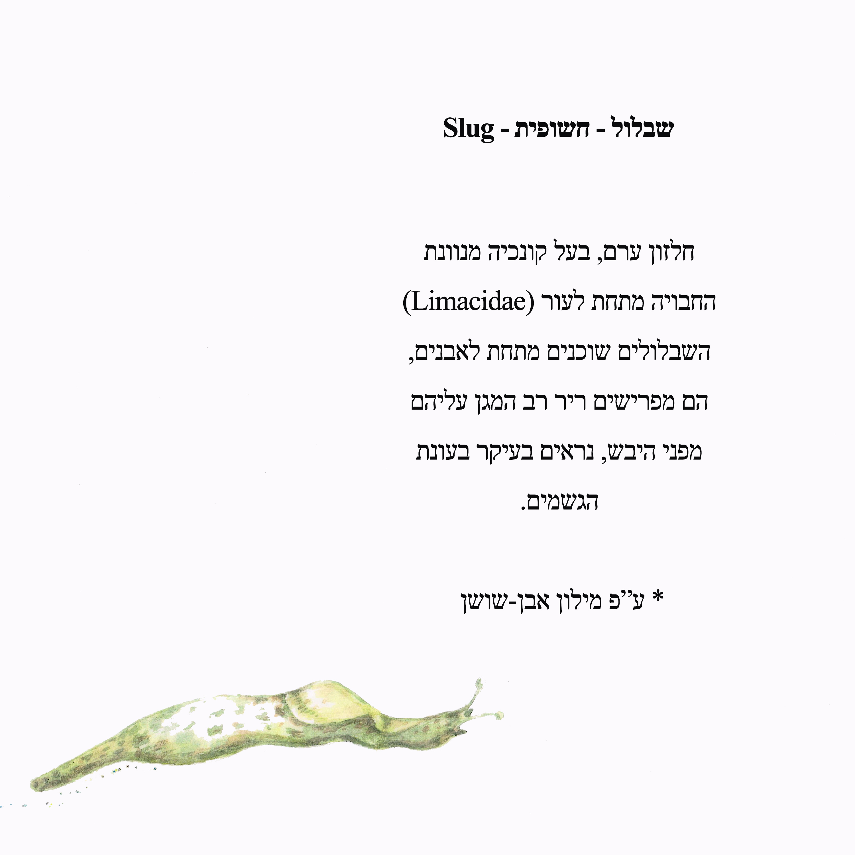 הגולדיזים באים by yael radushkevitz - Illustrated by Yaelik יעל רדושקביץ - Ourboox.com