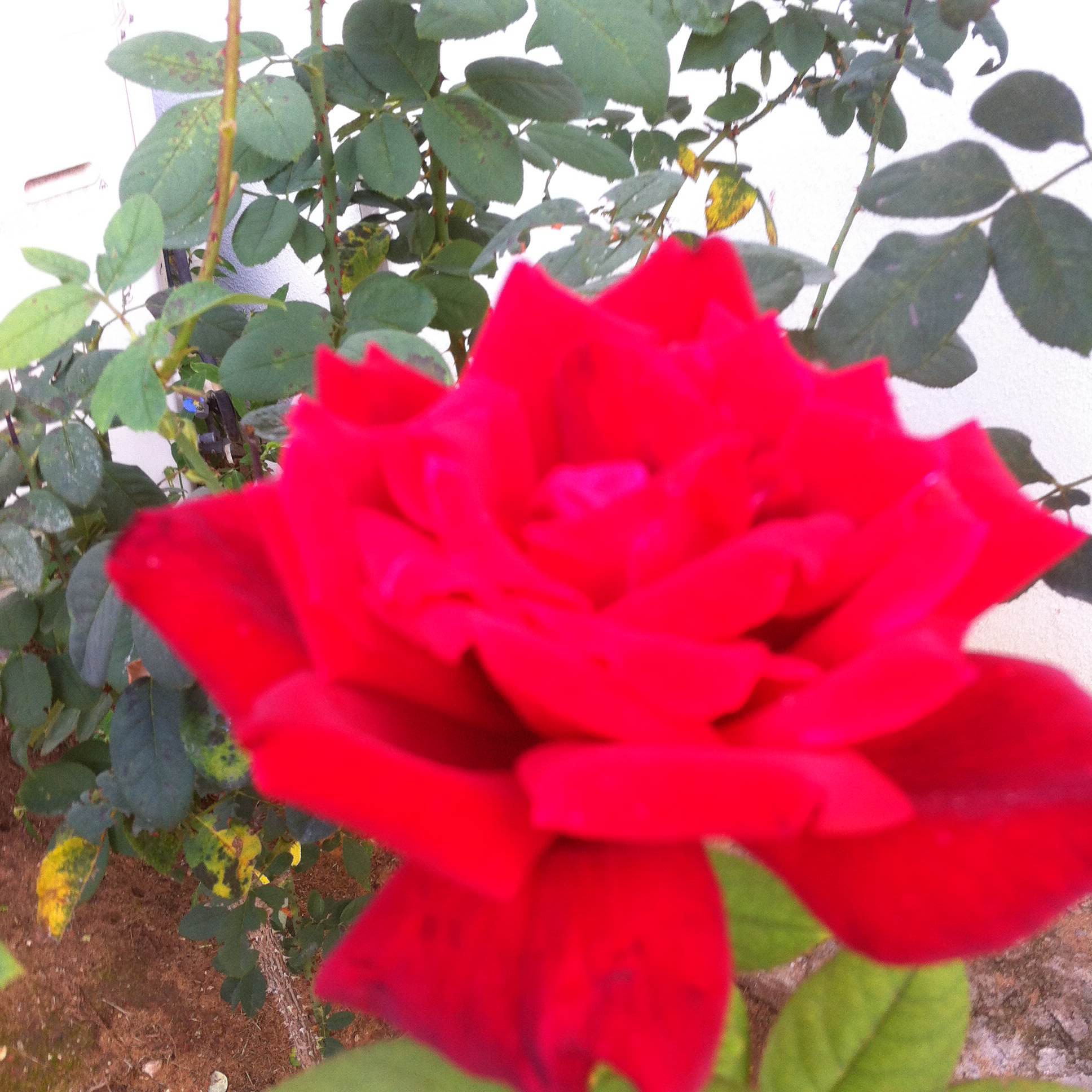 a rose. just keep looking