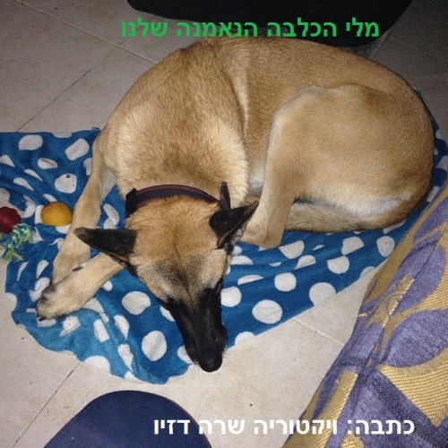 מלי הכלבה הנאמנה שלנו by Sara Dazin - Illustrated by ויקטוריה שרה דזין ומשה דז'ין - Ourboox.com מלי הכלבה הנאמנה שלנו by Sara Dazin - Illustrated by ויקטוריה שרה דזין ומשה דז'ין - Ourboox.com
