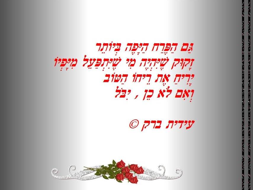 נגיעות by idit barak - Ourboox.com