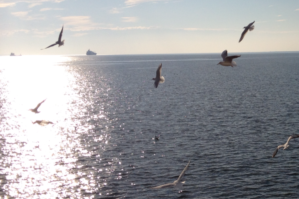 The Soul and the Seagulls of Thessaloniki by Shulamit Sapir-Nevo - Illustrated by Photos by Shulamit Sapir-Nevo - Ourboox.com