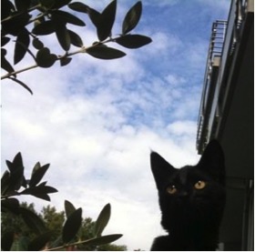 Neko the Citypanther by A. Stojanovic - Illustrated by Steffi - Ourboox.com