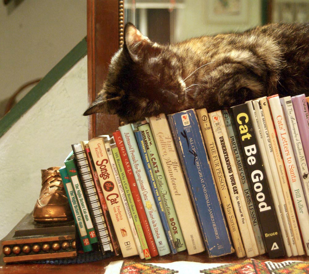 to-library-cats-worldwide-ourboox