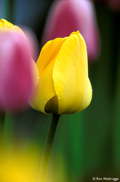 flowers world by ranna - Ourboox.com