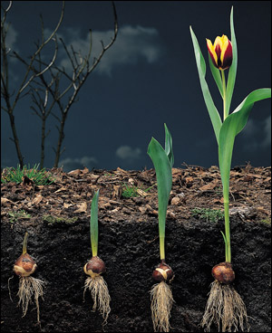 flowers world by ranna - Ourboox.com