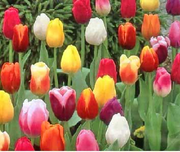 flowers world by ranna - Ourboox.com