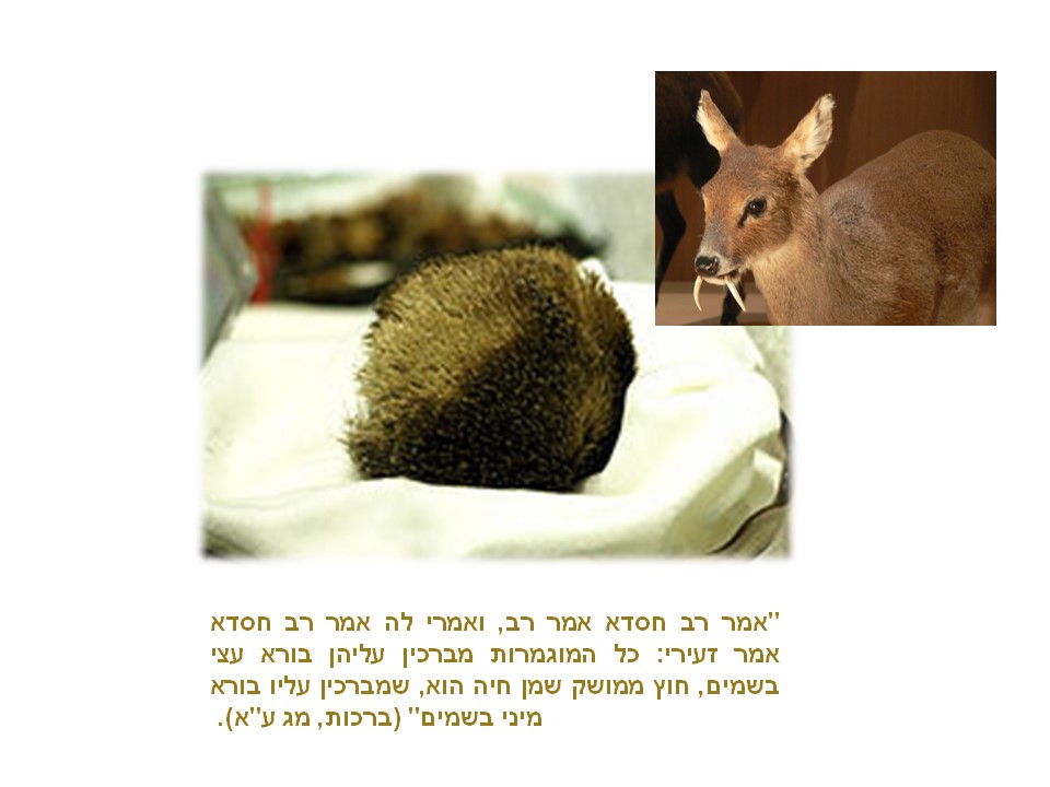 מוסק. ריח שווה זהב