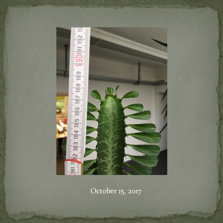 Cactus Man by Stephen Pohlmann - Ourboox.com