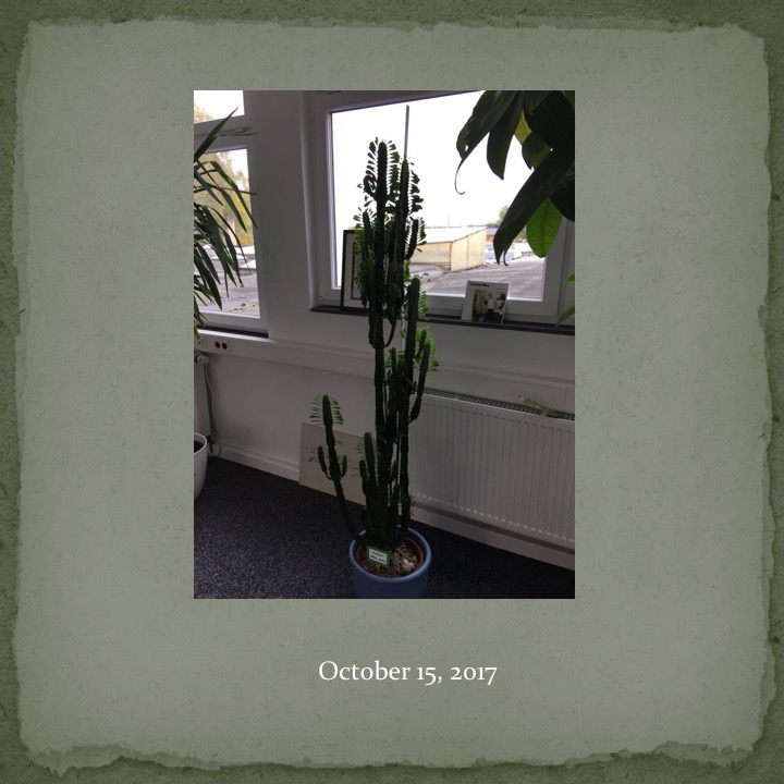 Cactus Man by Stephen Pohlmann - Ourboox.com
