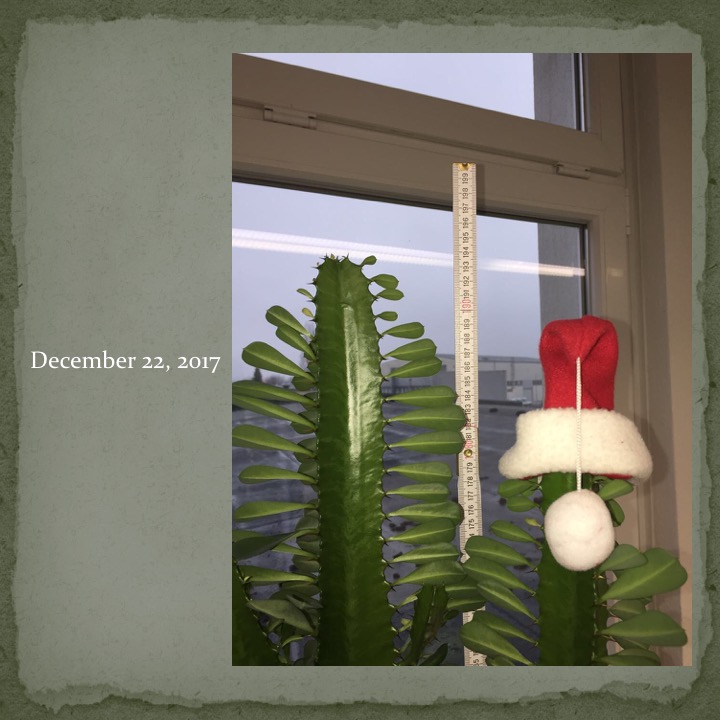 Cactus Man by Stephen Pohlmann - Ourboox.com