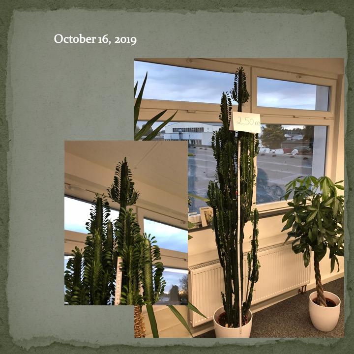 Cactus Man by Stephen Pohlmann - Ourboox.com