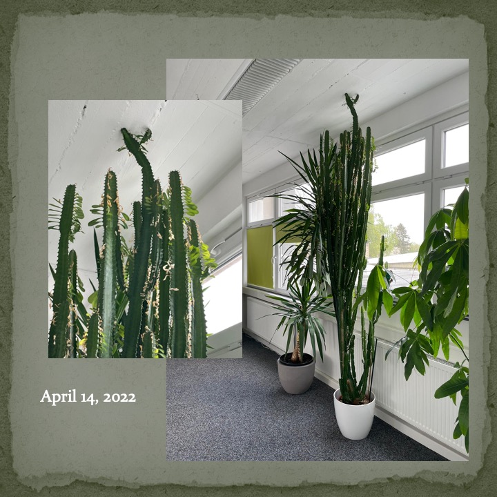 Cactus Man by Stephen Pohlmann - Ourboox.com