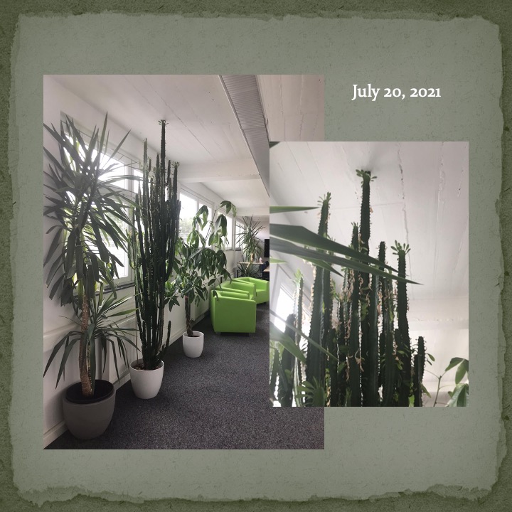 Cactus Man by Stephen Pohlmann - Ourboox.com