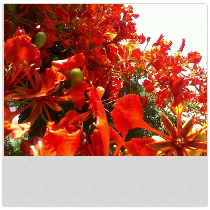 More Meaning of Red by Stephen Pohlmann - Illustrated by Stephen Pohlmann - Ourboox.com