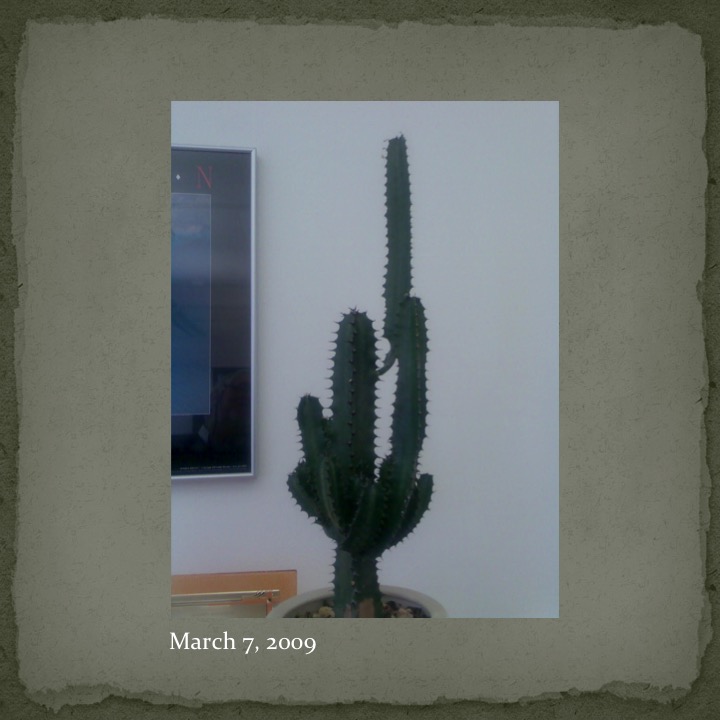 Cactus Man by Stephen Pohlmann - Ourboox.com
