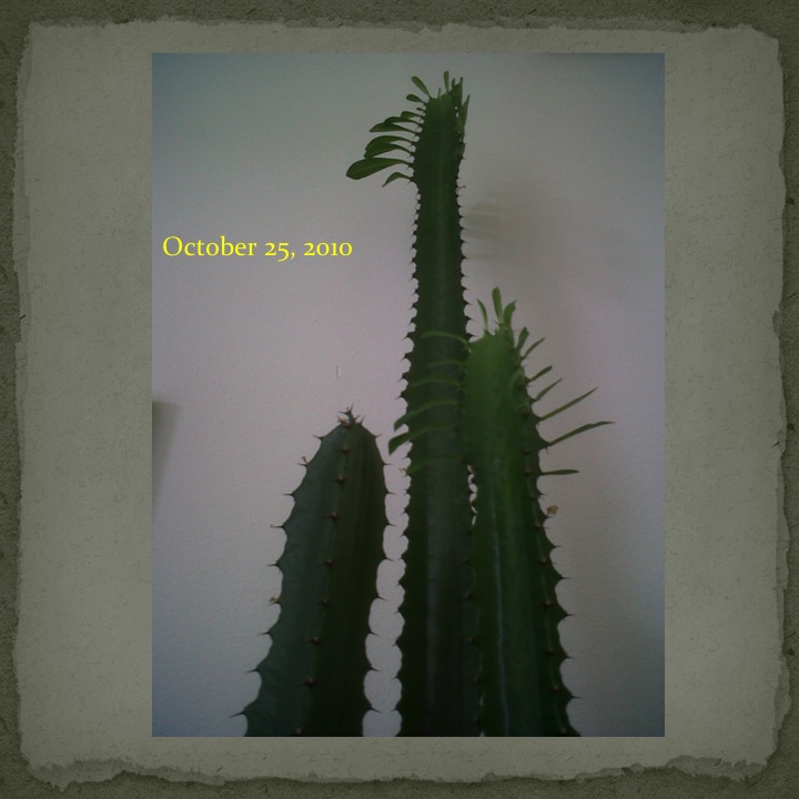 Cactus Man by Stephen Pohlmann - Ourboox.com