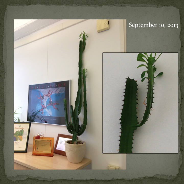 Cactus Man by Stephen Pohlmann - Ourboox.com