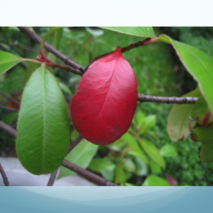 More Meaning of Red by Stephen Pohlmann - Illustrated by Stephen Pohlmann - Ourboox.com