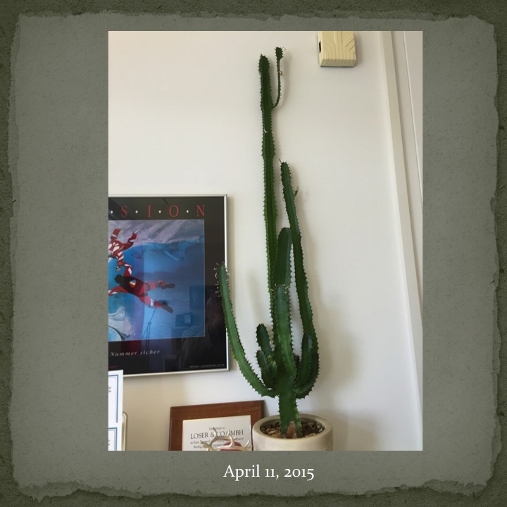 Cactus Man by Stephen Pohlmann - Ourboox.com