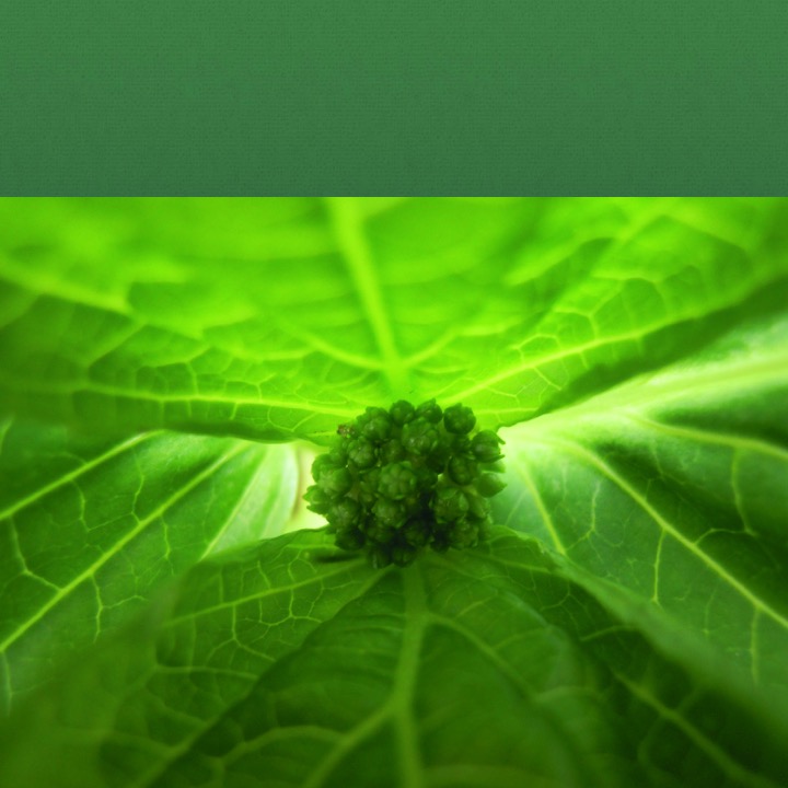 Green by Stephen Pohlmann - Illustrated by Stephen Pohlmann - Ourboox.com