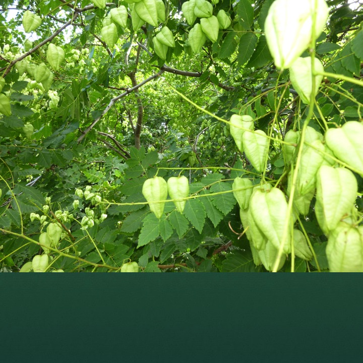 Green by Stephen Pohlmann - Illustrated by Stephen Pohlmann - Ourboox.com