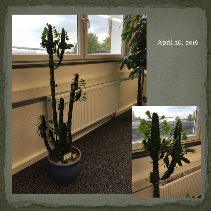 Cactus Man by Stephen Pohlmann - Ourboox.com