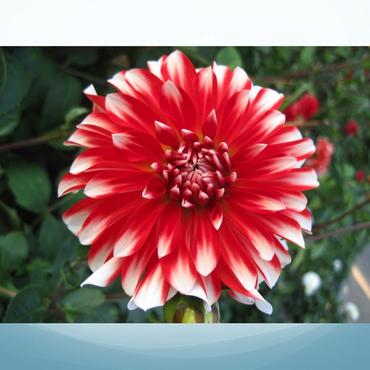 More Meaning of Red by Stephen Pohlmann - Illustrated by Stephen Pohlmann - Ourboox.com