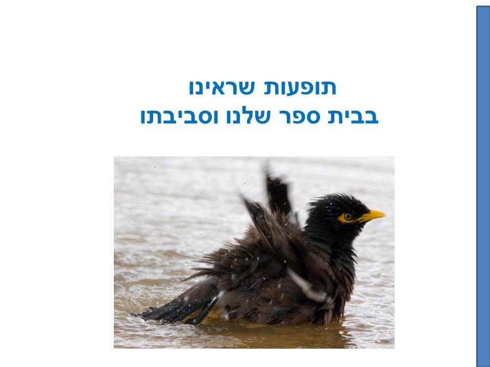 חקר ציפורים בביה”ס א.ד.ם וסביבה – קיבוץ געש – תשע”ו by hadass katz sade chen - Illustrated by הדס כץ שדה חן - והחוקרים הצעירים - Ourboox.com