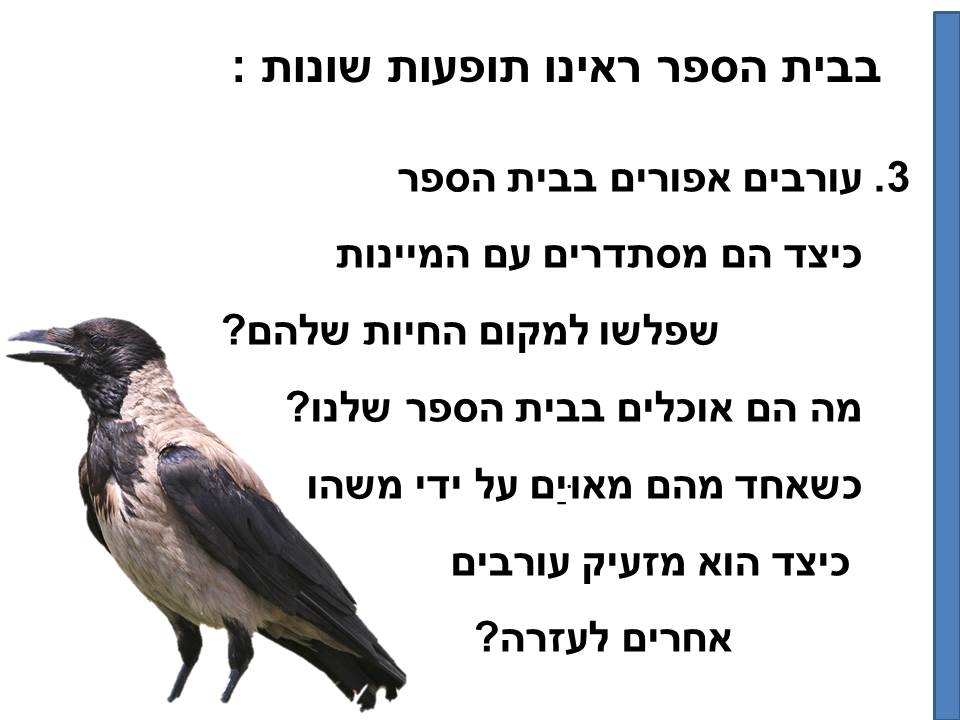 חקר ציפורים בביה”ס א.ד.ם וסביבה – קיבוץ געש – תשע”ו by hadass katz sade chen - Illustrated by הדס כץ שדה חן - והחוקרים הצעירים - Ourboox.com