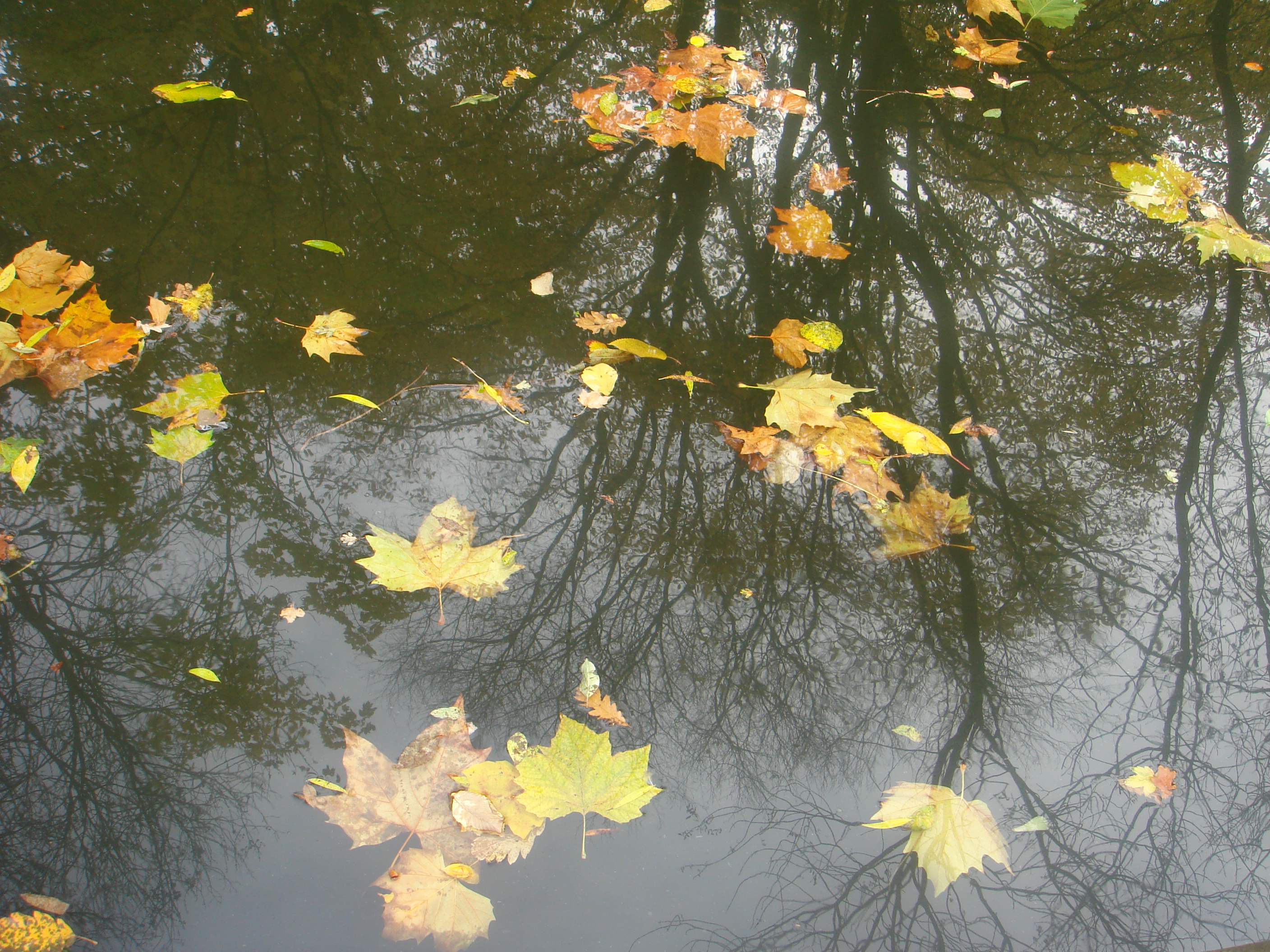 Autumn in London by Shuli Sapir-Nevo Photo and Motto - Illustrated by Shulamit Sapir-Nevo - Ourboox.com