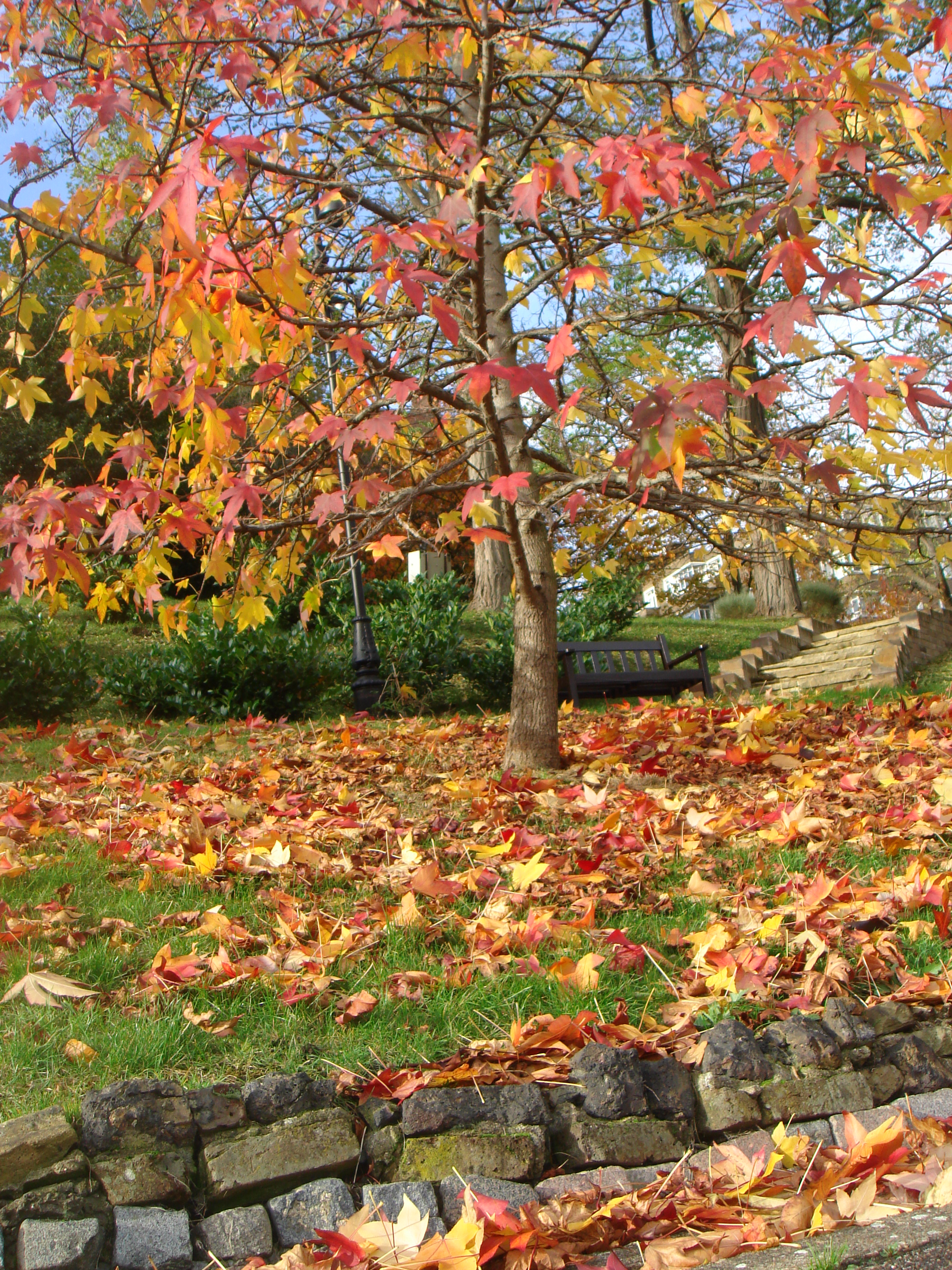 Autumn in London by Shuli Sapir-Nevo Photo and Motto - Illustrated by Shulamit Sapir-Nevo - Ourboox.com