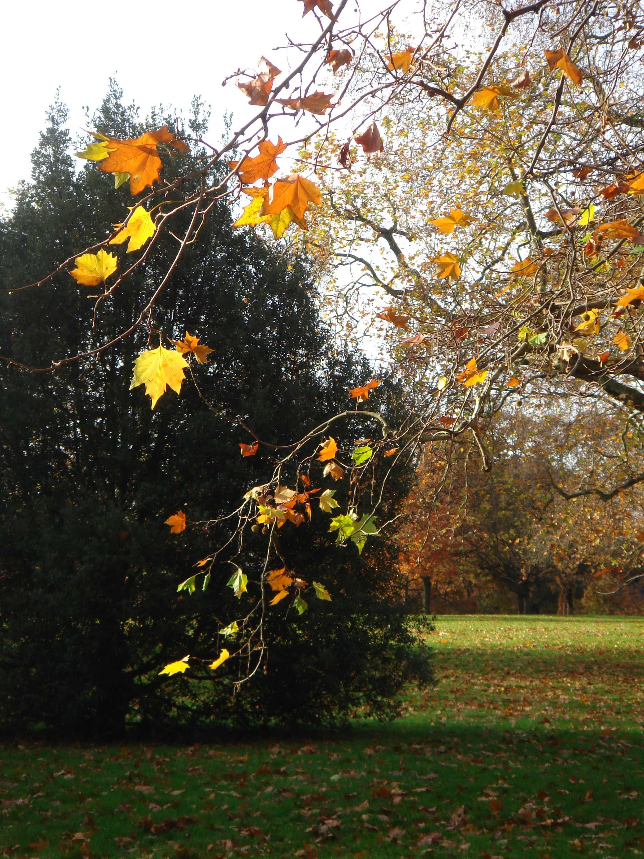 Autumn in London by Shuli Sapir-Nevo Photo and Motto - Illustrated by Shulamit Sapir-Nevo - Ourboox.com