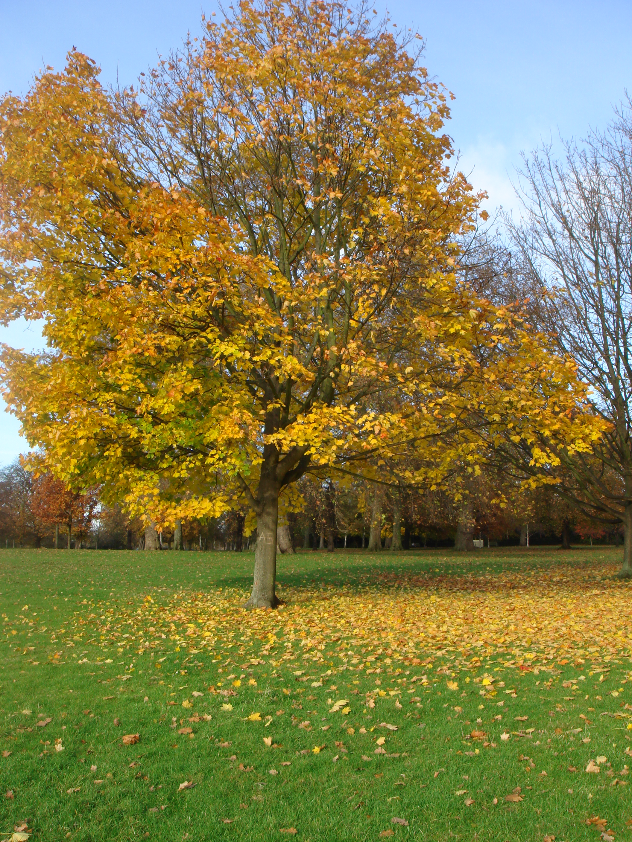 Autumn in London by Shuli Sapir-Nevo Photo and Motto - Illustrated by Shulamit Sapir-Nevo - Ourboox.com