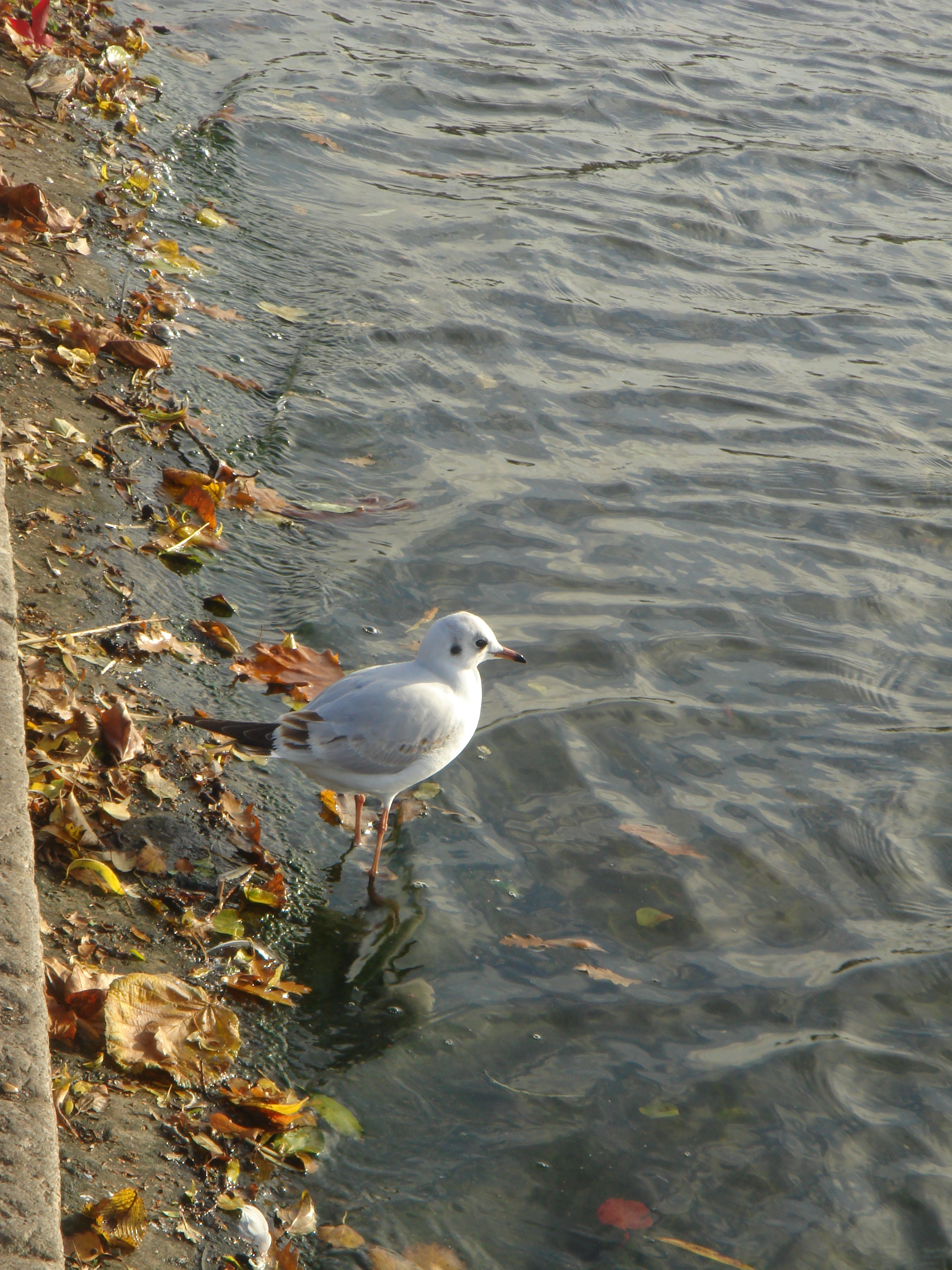 Autumn in London by Shuli Sapir-Nevo Photo and Motto - Illustrated by Shulamit Sapir-Nevo - Ourboox.com