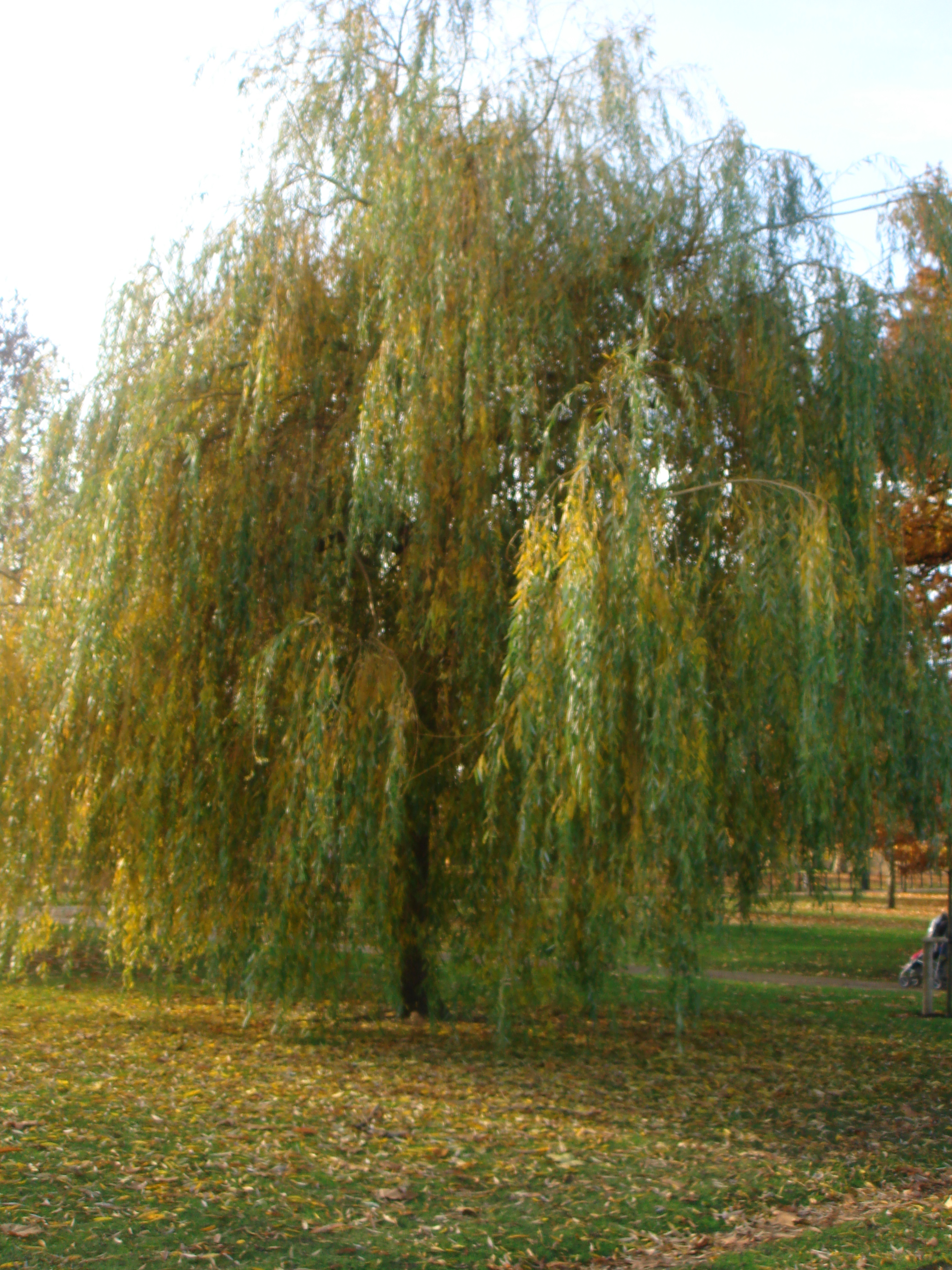 Autumn in London by Shuli Sapir-Nevo Photo and Motto - Illustrated by Shulamit Sapir-Nevo - Ourboox.com